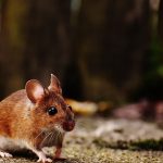 Quels sont les différents traitements anti-rongeurs disponibles à Reims ?